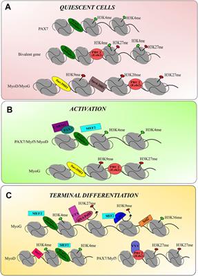 Histone Lysine Methylation and Long Non-Coding RNA: The New Target Players in Skeletal Muscle Cell Regeneration